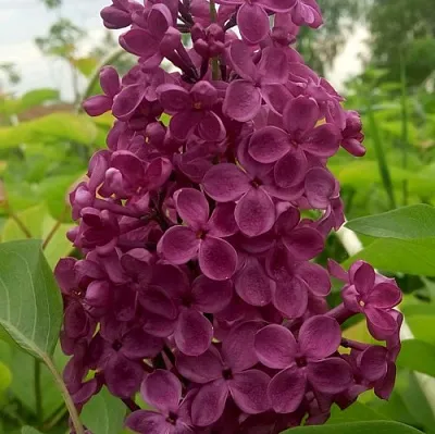 Сирень ИНДИЯ в Оренбурге