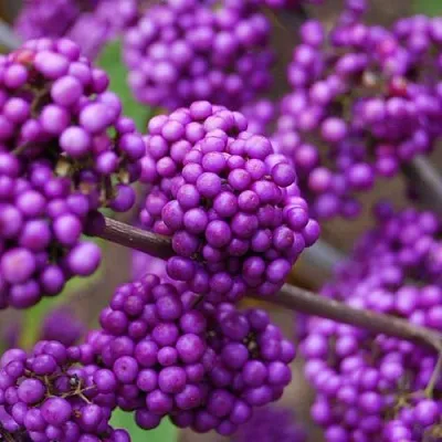 Красивоплодник  Красивоплодник в Оренбурге