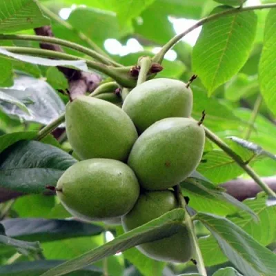 Орех маньчжурский МИЧУРИНЕЦ  Орех маньчжурский МИЧУРИНЕЦ в Оренбурге