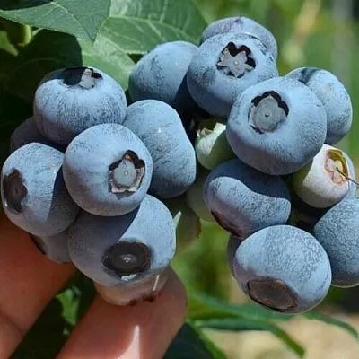 Голубика НЕЛЬСОН  Голубика НЕЛЬСОН в Оренбурге