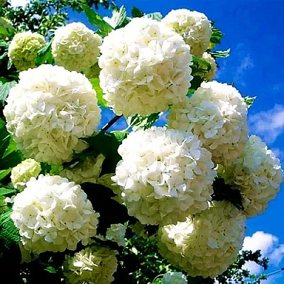 Калина БУЛЬДЕНЕЖ  Калина БУЛЬДЕНЕЖ в Оренбурге