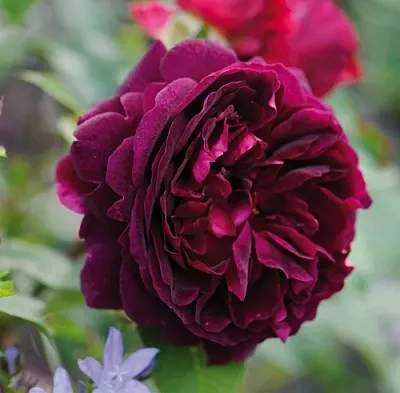 Саженцы роз МАНСТЕД ВУД английская  Саженцы роз МАНСТЕД ВУД английская в Оренбурге