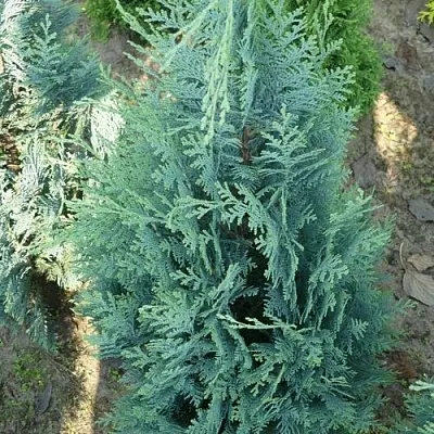 Кипарисовик КОЛУМНАРИС лавсона  Кипарисовик КОЛУМНАРИС лавсона в Оренбурге