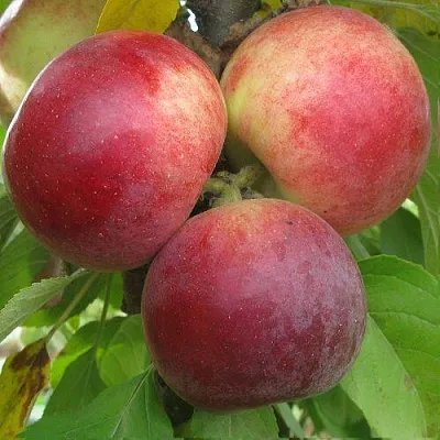 Яблоня БАЛЕРИНА ФЛАМЕНКО колонновидная в Оренбурге