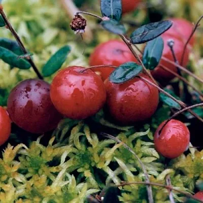 Клюква МАК ФАРЛИН  Клюква МАК ФАРЛИН в Оренбурге