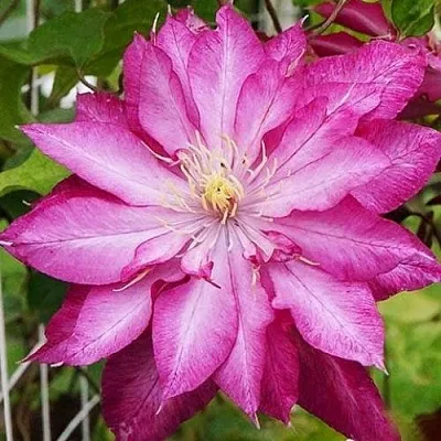 Клематис КАЕН  Клематис КАЕН в Оренбурге