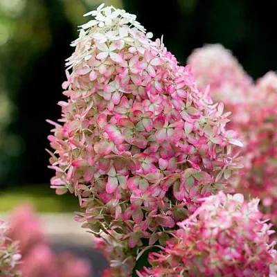 Гортензия РОЯЛ ФЛОВЕР метельчатая  Гортензия РОЯЛ ФЛОВЕР метельчатая в Оренбурге