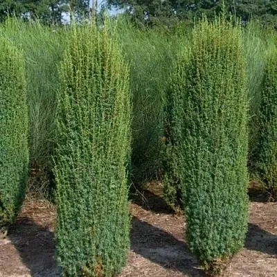 Можжевельник ХИБЕРНИКА обыкновенный  Можжевельник ХИБЕРНИКА обыкновенный в Оренбурге