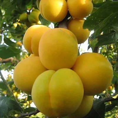 Слива ЛОДВА в Оренбурге