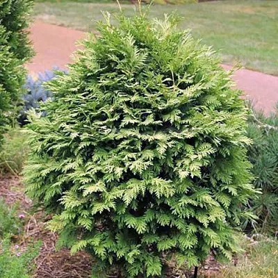 Туя ВАРЕАНА ЛЮТЕСЦЕНС западная в Оренбурге