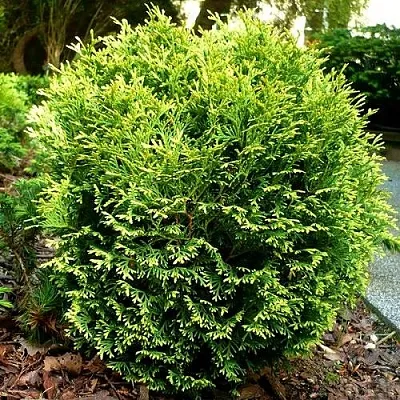 Туя ВОТЕРФИЛД западная в Оренбурге