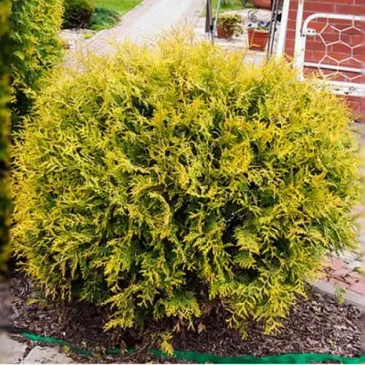 Туя КОЛЛЕРС ГОЛД складчатая в Оренбурге
