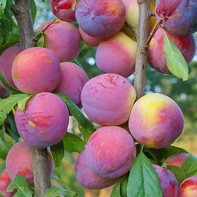 Слива КОЛОННОВИДНАЯ в Оренбурге