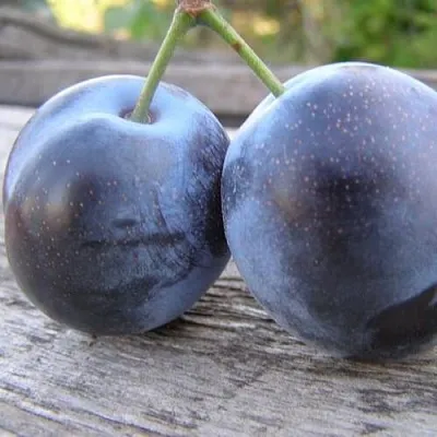 Слива БЛЮФРИ в Оренбурге