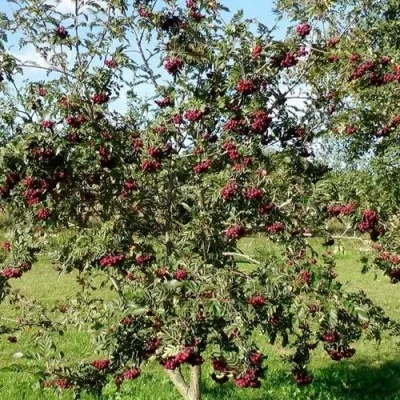 Рябина БУРКА сладкоплодная в Оренбурге