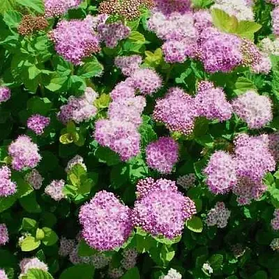 Спирея ПИНК СПАРКЛЕР  Спирея ПИНК СПАРКЛЕР в Оренбурге