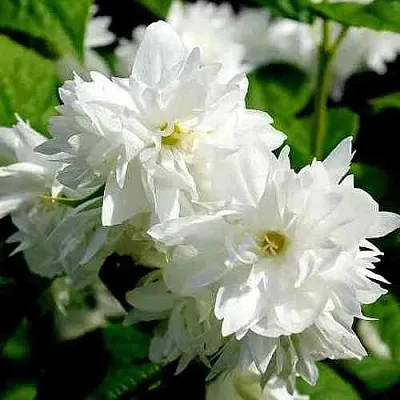 Жасмин ДАМ БЛАНШ  Жасмин ДАМ БЛАНШ в Оренбурге