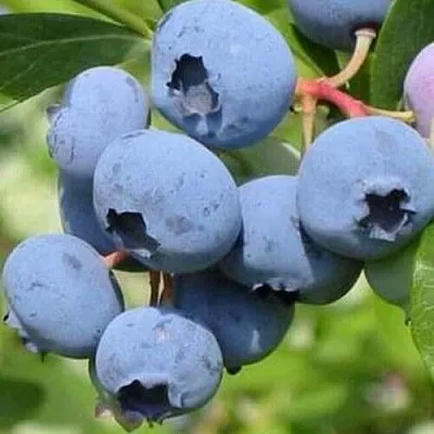 Голубика ДАРРОУ  Голубика ДАРРОУ в Оренбурге