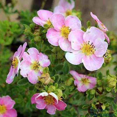 Лапчатка НЬЮ ДАУН кустарниковая  Лапчатка НЬЮ ДАУН кустарниковая в Оренбурге