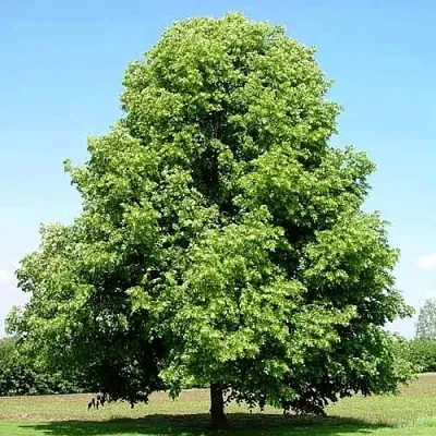 Липа мелколистная  Липа мелколистная в Оренбурге