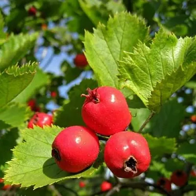 Боярышник МЯГКОВАТЫЙ  Боярышник МЯГКОВАТЫЙ в Оренбурге