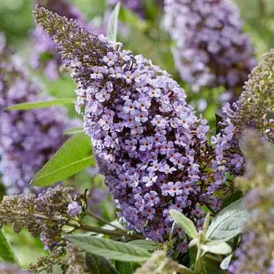 Буддлея давида БАТТЕРФЛЯЙ КАНДИ ЛИЛА СВИТХАРТ  Буддлея давида БАТТЕРФЛЯЙ КАНДИ ЛИЛА СВИТХАРТ в Оренбурге