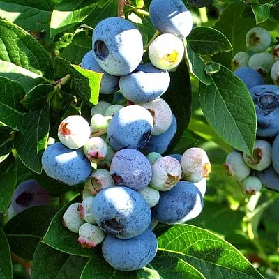 Голубика ВЕЙМУТ  Голубика ВЕЙМУТ в Оренбурге