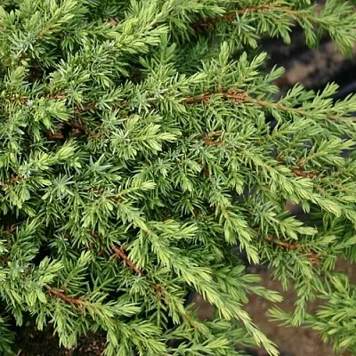 Можжевельник в Оренбурге