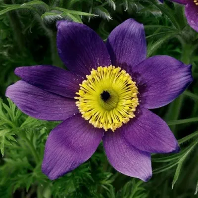 Прострел ПИНВИЛ БЛЮ ШЕЙДЕС в Оренбурге