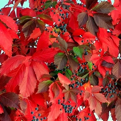 Девичий виноград  Девичий виноград в Оренбурге