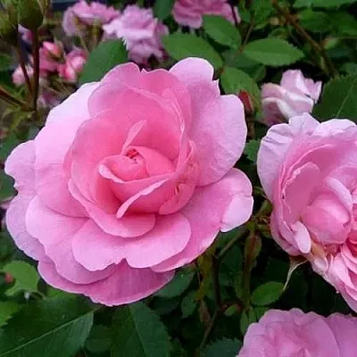 Саженцы роз ДЖОН ДЭВИС плетистая  Саженцы роз ДЖОН ДЭВИС плетистая в Оренбурге