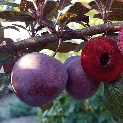 Слива ПАННА  в Оренбурге