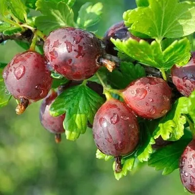 Крыжовник СЕРЕНАДА  Крыжовник СЕРЕНАДА в Оренбурге