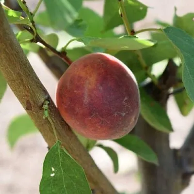 Плумкот БИРИКОККОЛО СУЗИНКОККО в Оренбурге