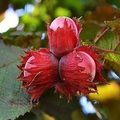 Фундук КРАСНЫЙ ЯНТАРЬ — описание сорта Фундук КРАСНЫЙ ЯНТАРЬ в Оренбурге