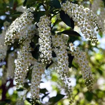 Черемуха виргинская ШУБЕРТ  Черемуха виргинская ШУБЕРТ в Оренбурге