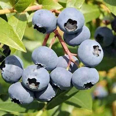 Голубика КРОЭТЭН  Голубика КРОЭТЭН в Оренбурге