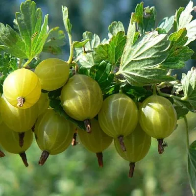 Крыжовник ЮБИЛЕЙНЫЙ  Крыжовник ЮБИЛЕЙНЫЙ в Оренбурге