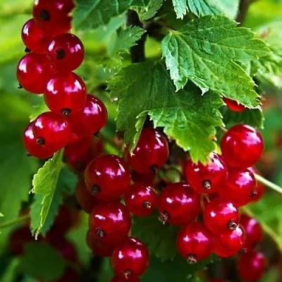 Смородина красная РОЛАН в Оренбурге