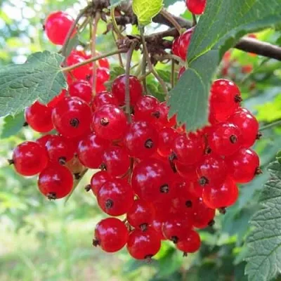 Смородина красная КРАСНАЯ АНДРЕЙЧЕНКО в Оренбурге