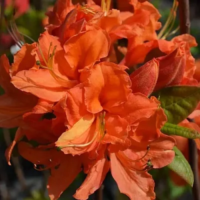 Азалия МАНДАРИН ЛАЙТС листопадная в Оренбурге