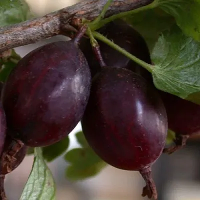 Крыжовник ЧЕЛЯБИНСКИЙ СЛАБОШИПОВАТЫЙ  Крыжовник ЧЕЛЯБИНСКИЙ СЛАБОШИПОВАТЫЙ в Оренбурге