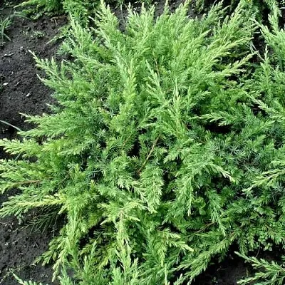 Можжевельник ШЛЯГЕР прибрежный  Можжевельник ШЛЯГЕР прибрежный в Оренбурге