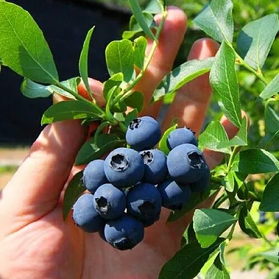 Голубика НОРТ КАНТРИ  Голубика НОРТ КАНТРИ в Оренбурге