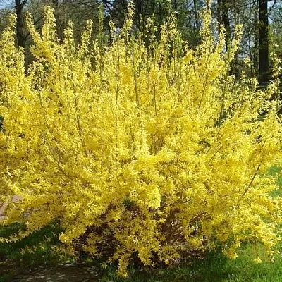 Форзиция ФОРЧУНА  Форзиция ФОРЧУНА в Оренбурге