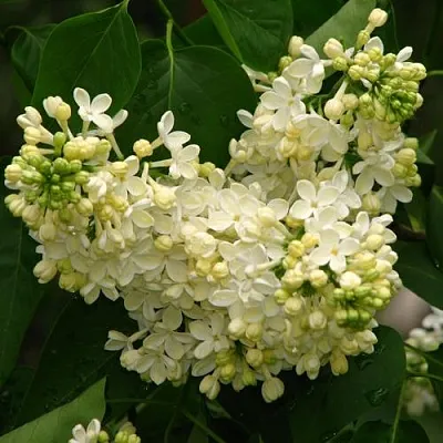 Сирень ПРИМРОУЗ  Сирень ПРИМРОУЗ в Оренбурге