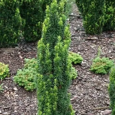 Тис ВОЙТЕК средний  в Оренбурге