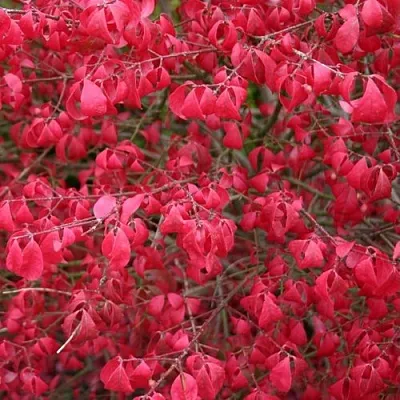 Бересклет КОМПАКТУС   Бересклет КОМПАКТУС  в Оренбурге