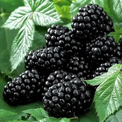 Ежевика БЛЭК БЬЮТИ в Оренбурге