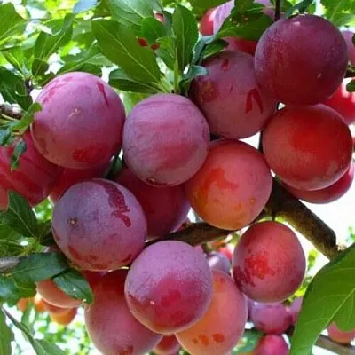 Слива НЕКТАРИННАЯ АРОМАТНАЯ в Оренбурге